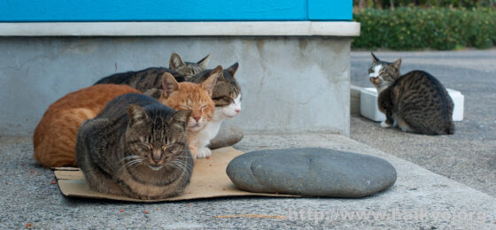 Ikeshima - Cats