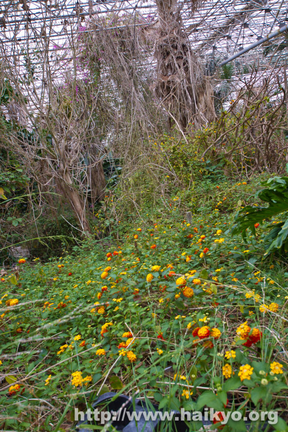 Jungle Park - Yellowish Flowers