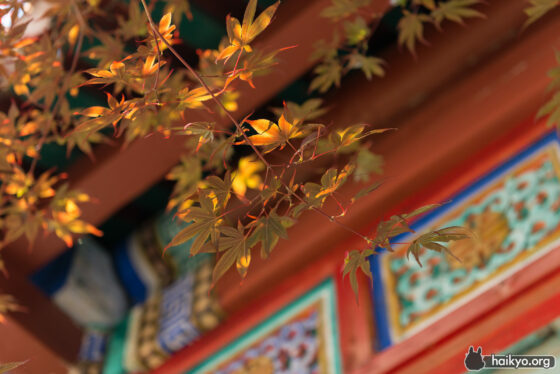 Chinese Autumn Leaves