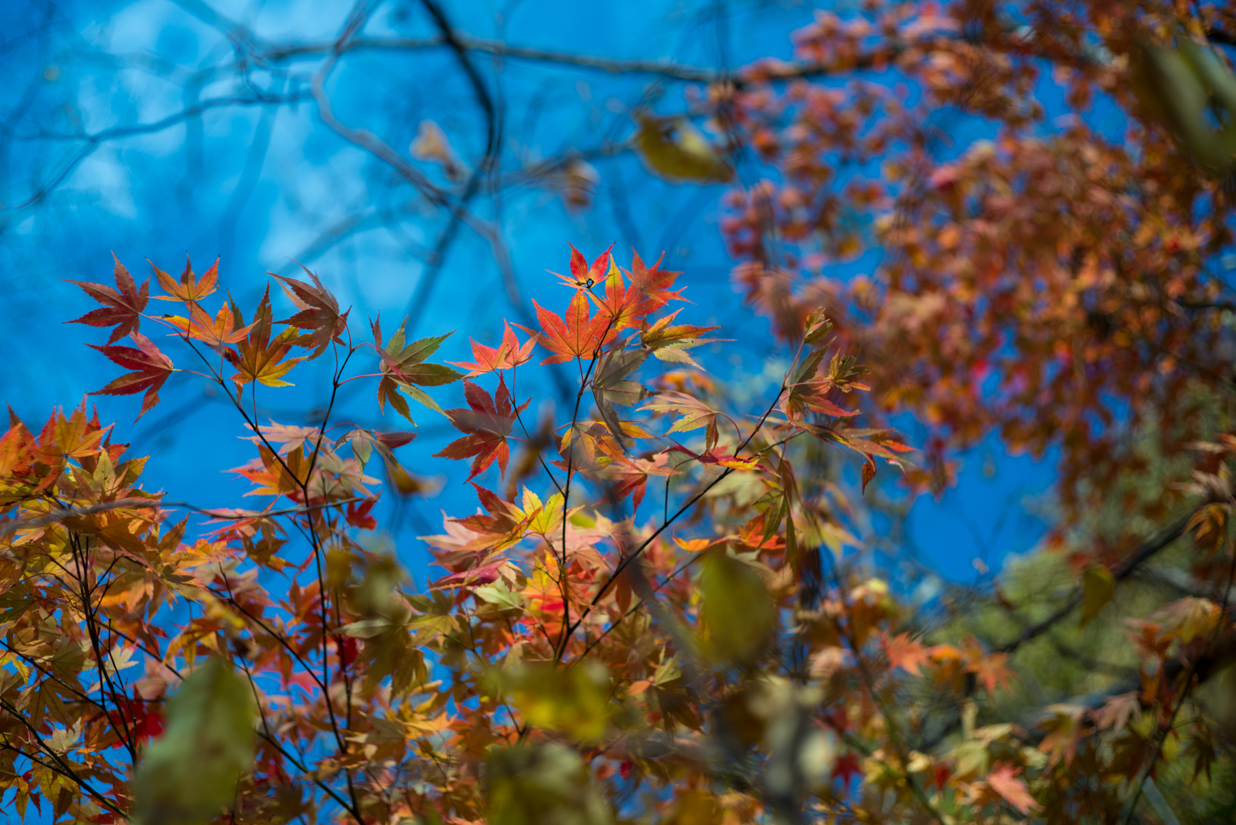 abandoned, autumn, factory, haikyo, iwate, japan, japanese, power-plant, ruin, tohoku, urban exploration, urbex