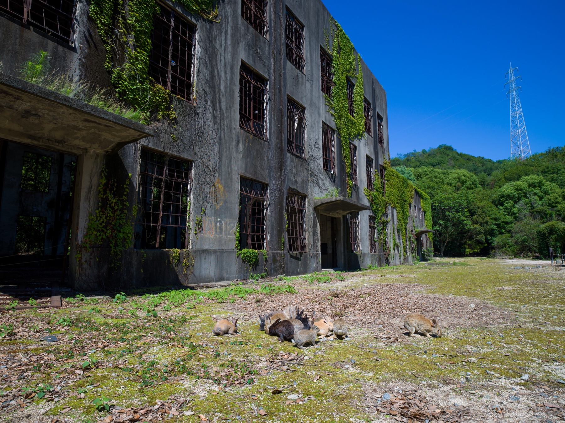 abandoned, army, haikyo, hiroshima, japan, japanese, okunoshima, poison-gas, rabbit, ruin, urban exploration, urbex