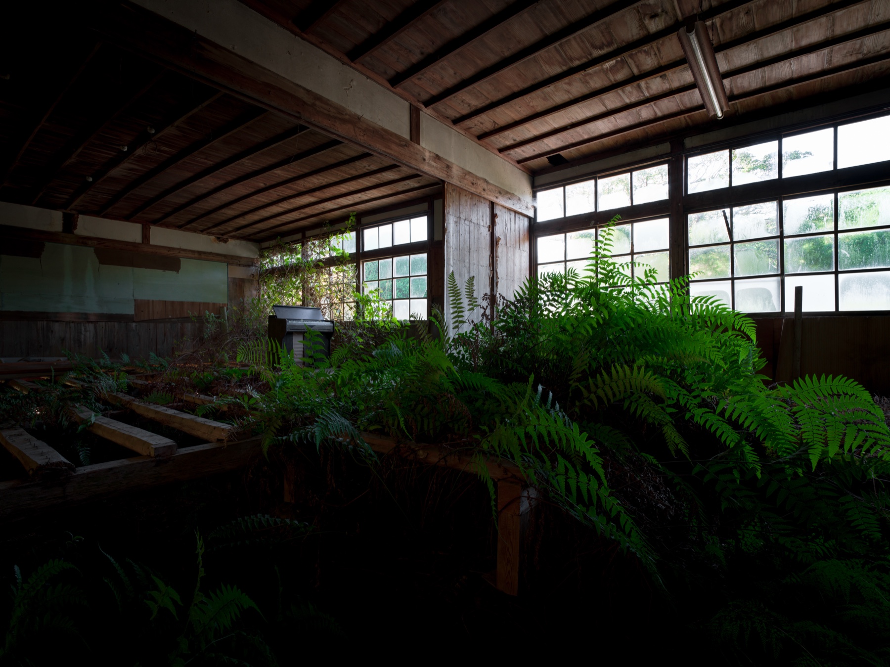 abandoned, haikyo, ivy, japan, japanese, piano, ruin, school, urban exploration, urbex