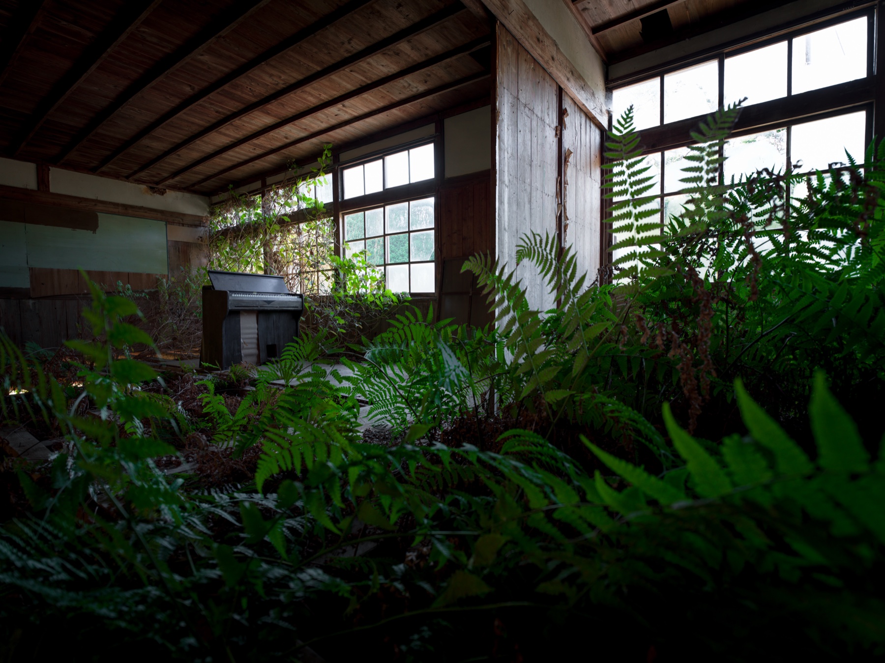 abandoned, haikyo, ivy, japan, japanese, piano, ruin, school, urban exploration, urbex