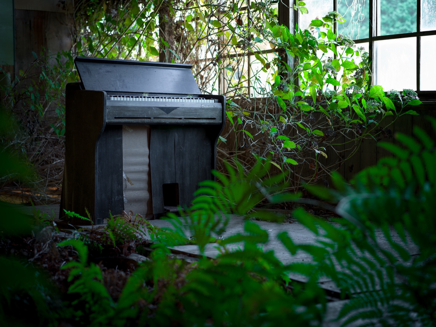 abandoned, haikyo, ivy, japan, japanese, piano, ruin, school, urban exploration, urbex